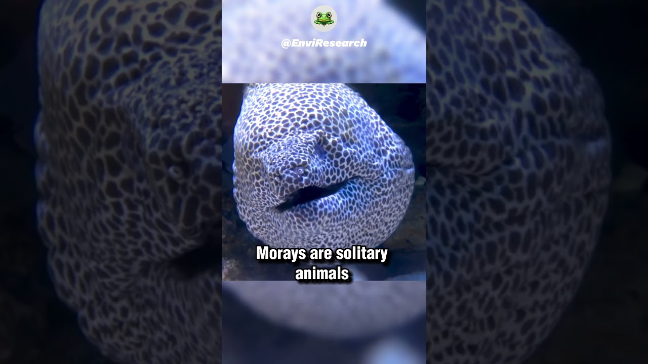 The Secret Life of MORAY EELS : What You Didn't Know