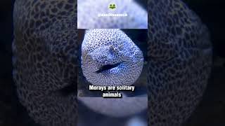 The Secret Life of MORAY EELS : What You Didn't Know