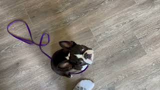 Boston Terrier Puppy - On Your Mat! by Poppy the Boston Terrier  2,130 views 1 year ago 9 seconds