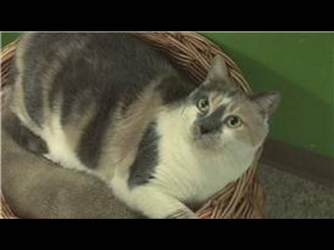 Kitten & Cat Care : 털볼을위한 가정 요법
