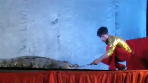 Xem xiếc cá sấu .cực hồi hợp