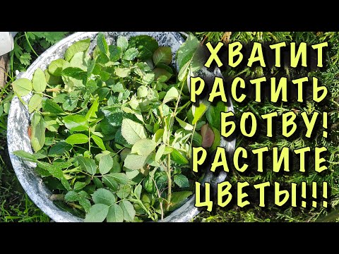 ХВАТИТ РАСТИТЬ БОТВУ!