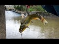 Using GIANT LIVE BAIT for Spillway MONSTERS!!! (Nonstop BIG Fish!)