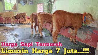 Download Lagu Review Harga Sapi Termurah Limusin Harga 7 Juta‼️ Bakalan Harga Turun. Agen Sapi Cak Sutris#sapi  MP3