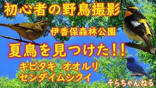 初心者の野鳥撮影－夏鳥を見つけた！伊香保森林公園