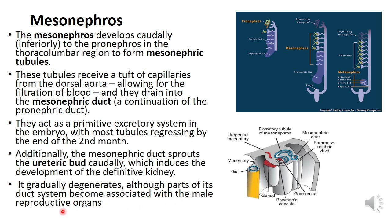 Development  of urinary system part 1 vedio