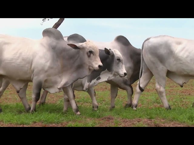 BATERIA 05   2296 2299 2254 2243 2277