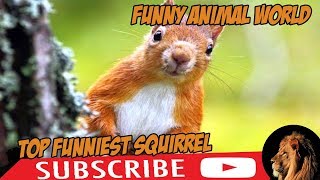 top #1 Funniest Squirrel Videos #2 ( other animal videos ) funny animal world by funny animal world 211 views 5 years ago 5 minutes, 18 seconds