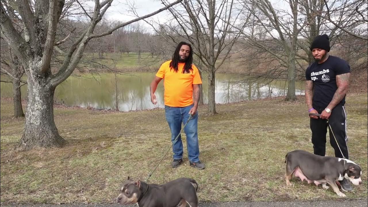 BULLIEVE X SHAMROCK AMERICAN BULLY PUPPIES ON THE WAY YouTube
