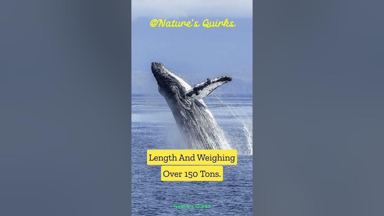 the-majestic-blue-whale-exploring-the-largest-creature-on-earth
