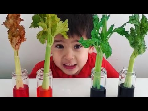 Video: Salierų augalų eksperimentas – patarimai, kaip auginti salierus baigti su vaikais