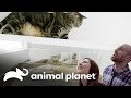 ¡Paredes con escalones para gatos! | Guaridas con estilo | Animal Planet