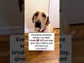 all I need is a friend to stay for me #dogrescue #shelterdog #worldcup