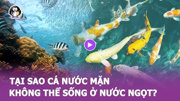 Tại sao CÁ NƯỚC MẶN không thể sống trong NƯỚC NGỌT?