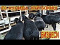 КУЙ БОКИШ БИЗНЕСИ УСЛУБЛАРИ. ХАМДА КАМЧИЛИКЛАРИ НИМАДАН ИБОРАТ