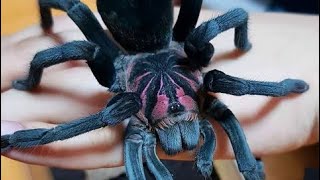 Beautiful Tarantula  Xenethis sp. Tenebris has shed + Feeding