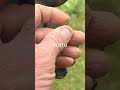 Why Did People Hole Wheat Pennies? #metaldetecting #shorts #fun #viral #trending