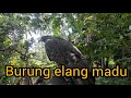 Burung elang madu