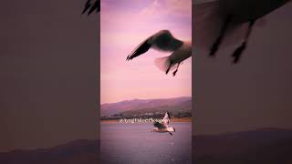 Yakından: Martılar | Up close: Seagulls  #nature #doğa #birds #wildlife #seagulls