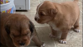 3 week puppies on new slippery floors. @rockymountaintollers