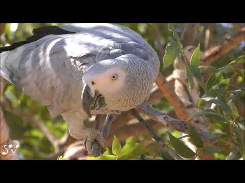 Grey parrot. Yodfat Monkey Forest /Psittacus erithacus / Жако
