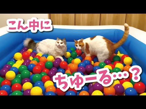 ボールプールで宝さがしをする猫が面白すぎた【おしゃべりする猫】