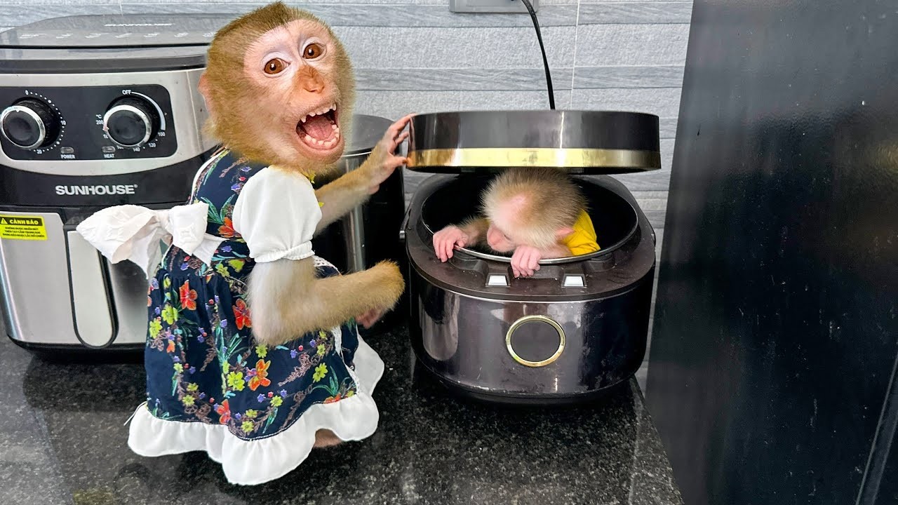 Oh my god, Monkey Kaka locked Monkey Mit in an electric rice cooker.