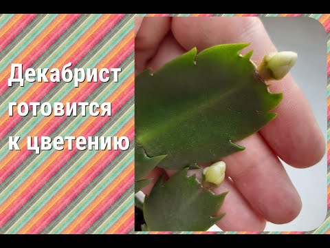 У декабристов появились бутоны))
