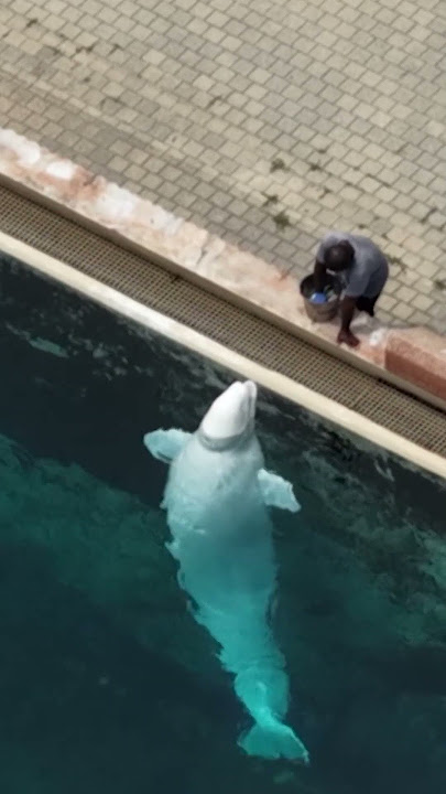 Feds deny Marineland’s request to export belugas to theme park in China