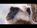 Tarai-Hanuman-Langur close-up