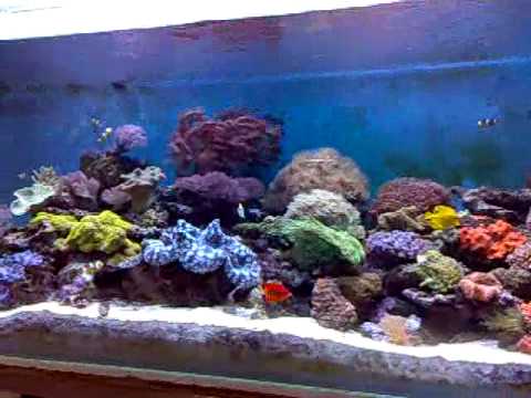 reef tank