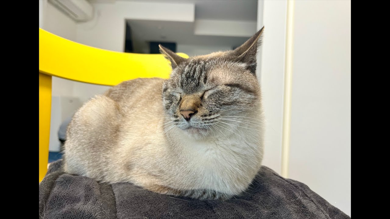 ひな祭りとは無縁のオス猫だらけのライブ配信