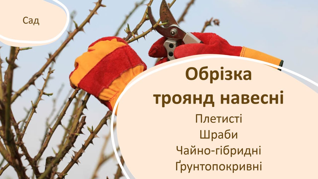 Обрізка троянд навесні