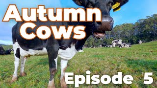 Cowork with Cows  Autumn Cows Episode 5