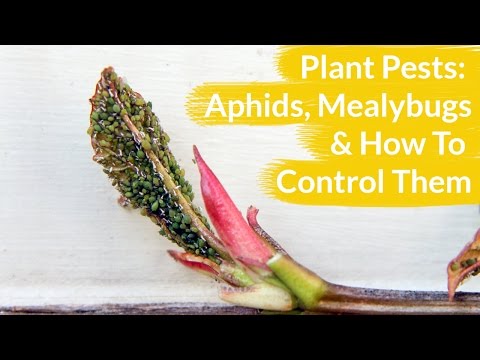 Plant Pests: Aphids & Mealy Bugs & How To Control Them / Joy Us Garden