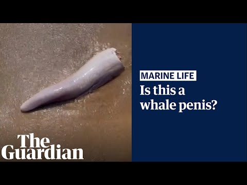 Did a whale penis wash up on the shores of northern Queensland?