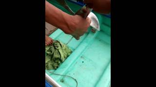 Chan vit deo cai lay tien giang