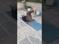 #yoga # senior citizen #back Paine #indian #bharat # video