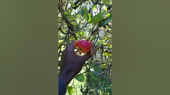 apple 🍎 tree#lithuania