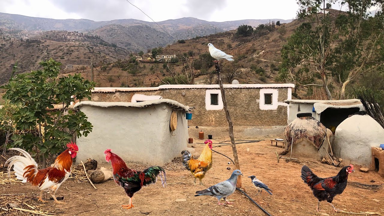 هكذا تكون الحياة القروية والناس يقومون بتربية الأغنام ودجاج البلدي والبيوت التقليدي من تراث أجدادنا
