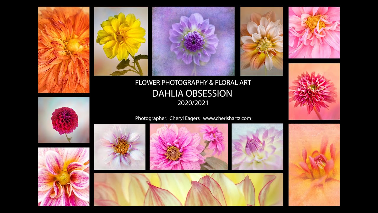 Dahlia Flower Photography The Art Of Flower Photography by Cheryl