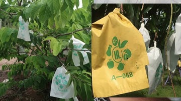 Túi bọc trái Na Thái, xoài đủ các loại cho hiệu quả cao