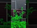 アゲハ蝶羽化！羽ばたく！