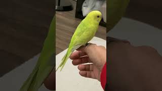 Destiny my Parakeet Update! She's so Beautiful! #budgies #birds #parakeet #pets
