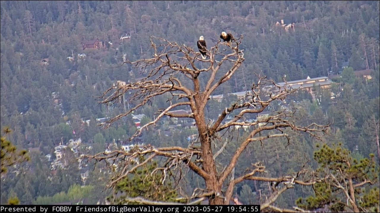 To be together FOBBV CAM Big Bear Bald Eagle Live Nest - Cam 1/Big Bear