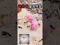 개미 떼 속 작은 생명, 기적처럼 살아났어요 Sugar Glider Rescue #날다람쥐 #슈가글라이더 #동물구조 #petrescue #gliderrescue #동물힐링