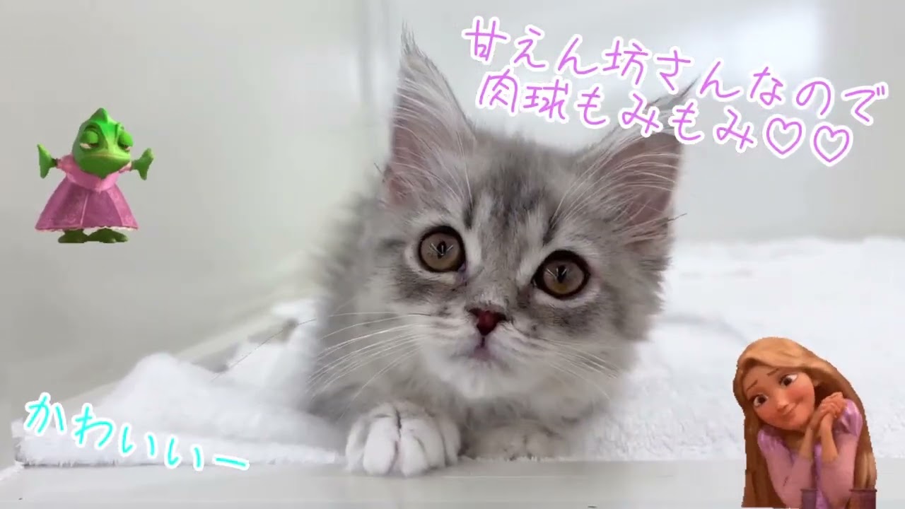 甘えん坊ちゃん♡ - YouTube