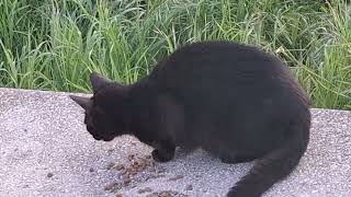 Then, I fed the cats of the city jungle with wet food