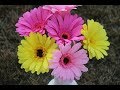 Como hacer una flor de papel facil / Gerberas - Flor de papel / Gerbera Easy paper flower
