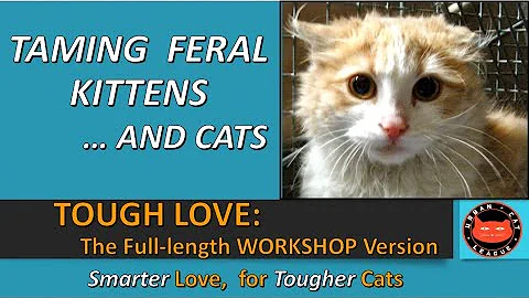 Taming Feral Kittens and Cats